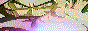 Dbz-Links>>>www.dbzlinks.cjb.net